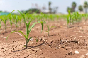 Georgia Drought